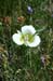002 - Calochortus gunnisonii - flower