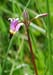 003 - Dodecatheon pulchellum - flower