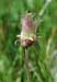 004 - Erythrocoma triflora - flower