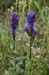 005 - Gentiana affinis - flowers