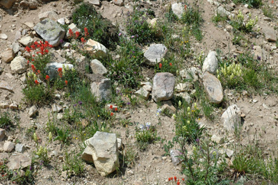 003 - flowers in scree - Mosquito Pass