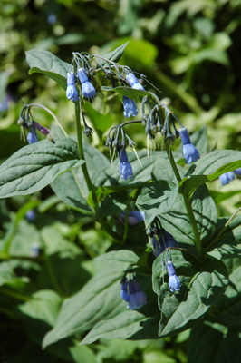 004 - Mertensia ciliata - flowering