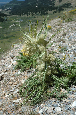 005 - Cirsium eatonii - plant