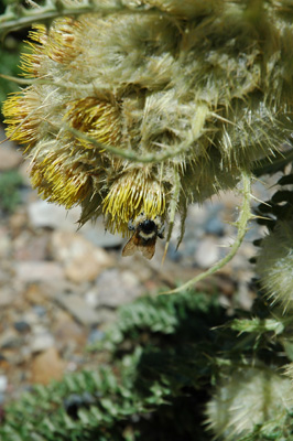 006 - Cirsium eatonii - flowering
