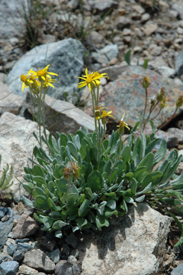 008 - Packera cana - flowering