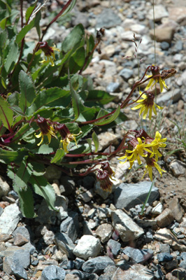 009 - Senecio amplectems holmii - flowering