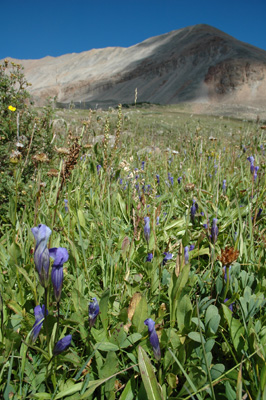 012 - Gentianopsis thermalis - in habitat