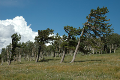 022 - windswept ridge - Indian Peaks area