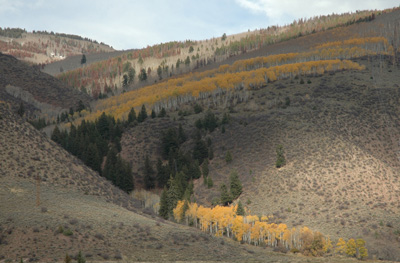 023 - aspen hillside near Edwards