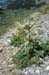 005 - Cirsium eatonii - plant
