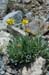 008 - Packera cana - flowering