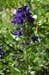 010 - Delphinium barbeyi - flowers