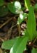 014 - Pyrola minor - flowering
