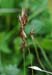 017 - Danthonia intermedia - spikelets