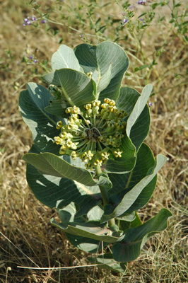 002 - Asclepias latifolia - flowering