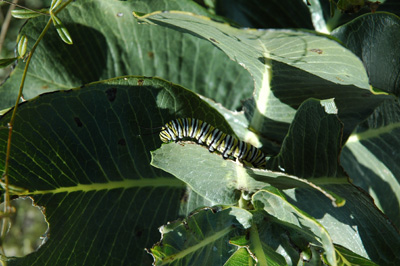 004 - Danaus plexippus on Asclepias latifolia