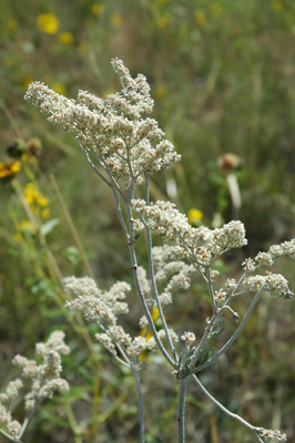 007 - Eriogonum annuum - flowering