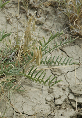 009 - Astragalus racemosus - fruiting