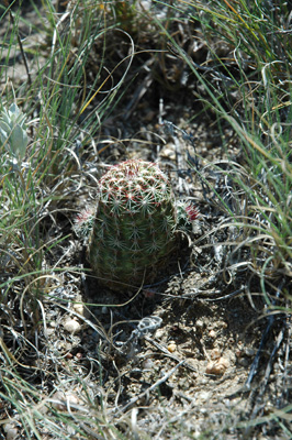 013 - Echinocereus viridiflorus - stem