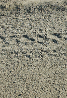 016 - turtle tracks