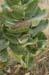 003 - Asclepias latifolia - fruiting