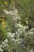007 - Eriogonum annuum - flowering