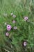 011 - Ipomoea leptophylla - flowering