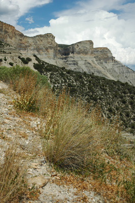 001 - Penstemon osterhoutii - in habitat