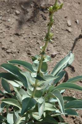 002 - Penstemon osterhoutii - leaves