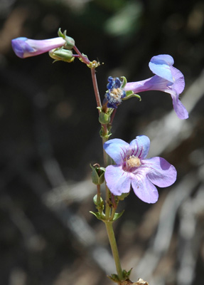 003 - Penstemon osterhoutii - flowers