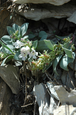 004 - Penstemon debilis - flowers and fruit