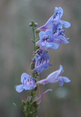 005 - Penstemon strictus - flowers