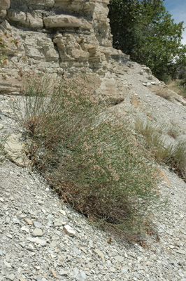 008 - Eriogonum lonchophyllum - in habitat