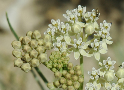 011 - Asclepias subverticillata - flowers