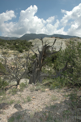 017 - pinyon with Morrison Formation