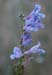 005 - Penstemon strictus - flowers