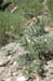006 - Cirsium calcareum - plants