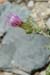 007 - Cirsium calcareum - flowers