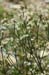009 - Eriogonum lonchophyllum - flowers