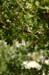 010 - Ribes leptanthum - green fruit