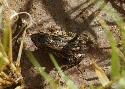 004 - Pseudacris triseriata - Blanca Wetlands