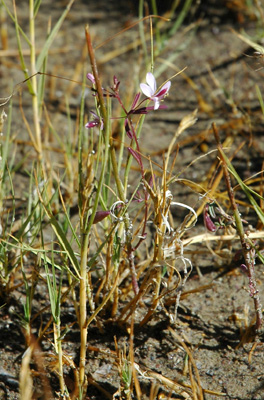 005 - Cleome multicaulis - Blanca Wetlands