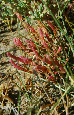 006 - Salicornia rubra - Blanca Wetlands