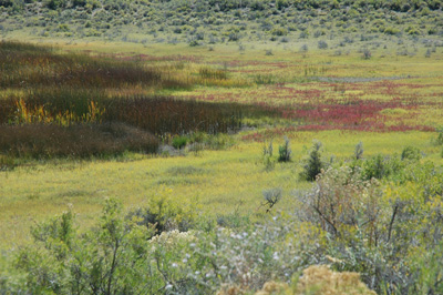 007 - Salicornia flat - Blanca Wetlands