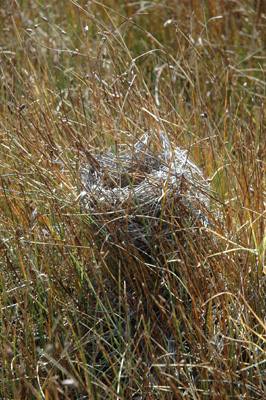 011 - marsh bird nest - Blanca Wetlands