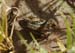 004 - Pseudacris triseriata - Blanca Wetlands
