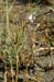 005 - Cleome multicaulis - Blanca Wetlands