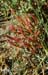 006 - Salicornia rubra - Blanca Wetlands